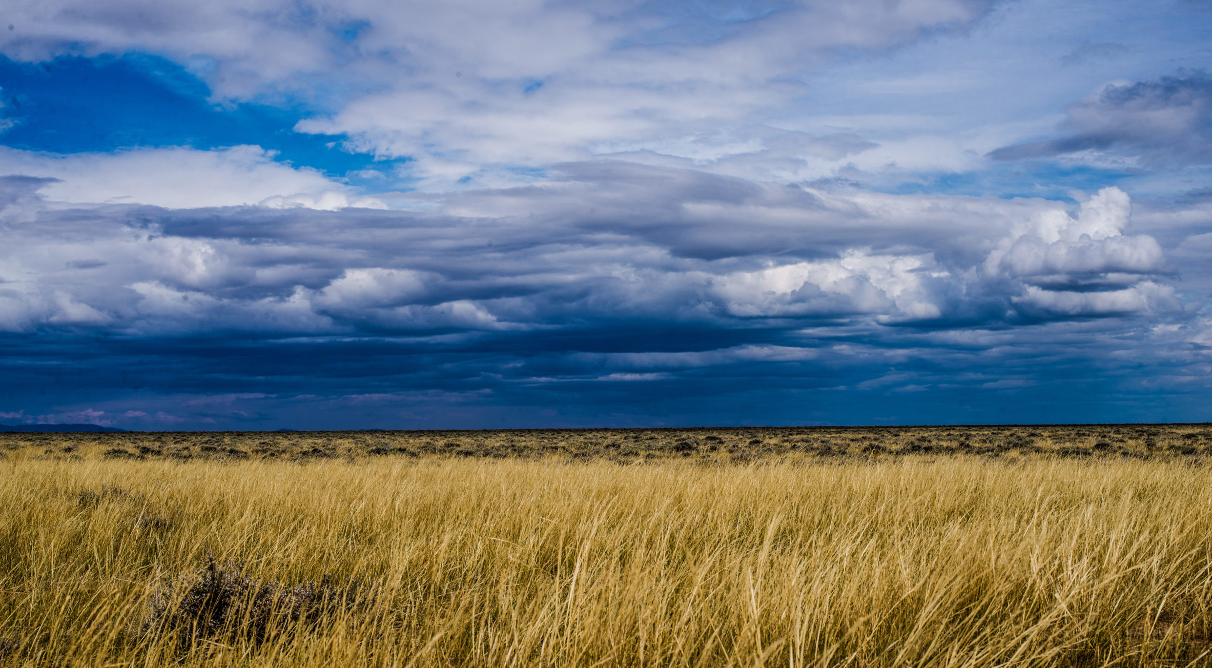 sage storm